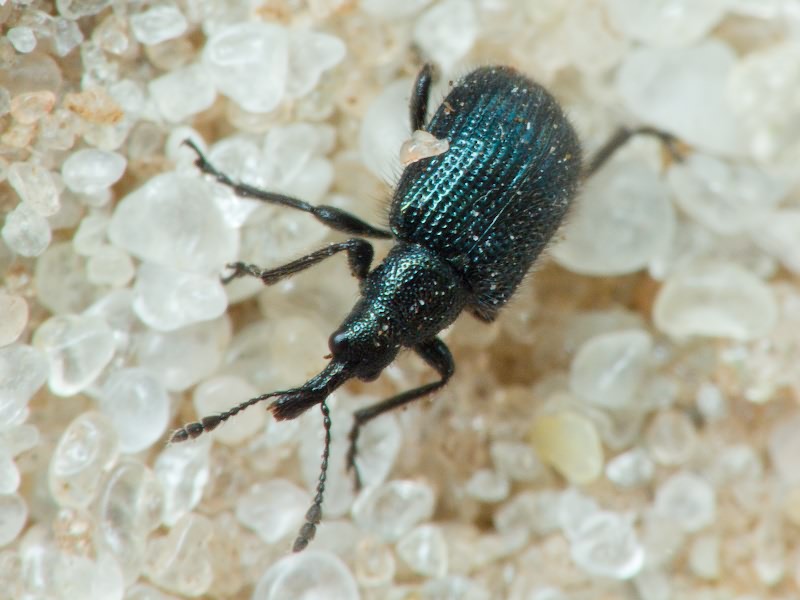 Neocoenorrhinus pauxillus (Germar, 1824)